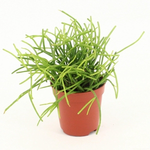 Rhipsalis baccifera 'Oasis'