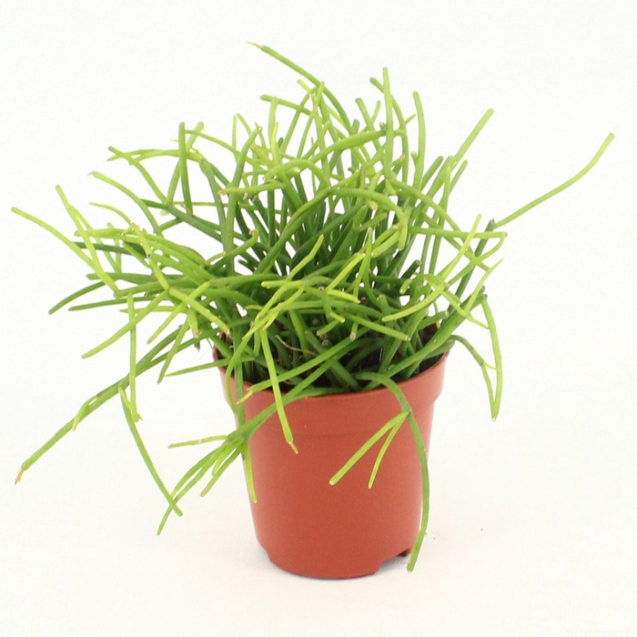 <h4>Rhipsalis baccifera 'Oasis'</h4>