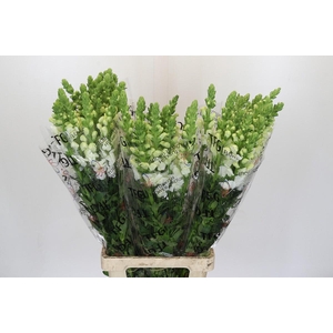 Antirrhinum Potomac White