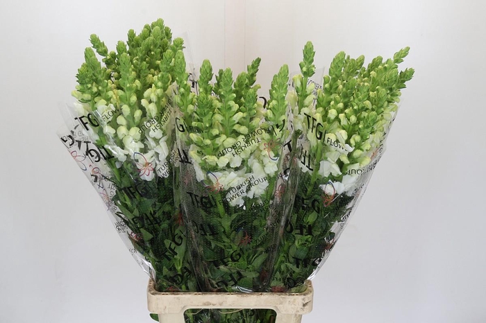 <h4>Antirrhinum Potomac White</h4>