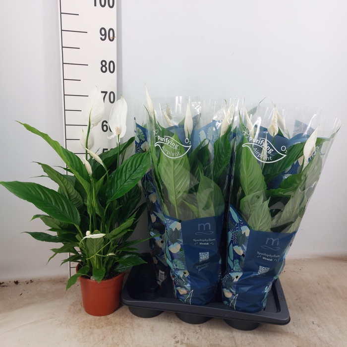 <h4>SPATH VIVALDI</h4>