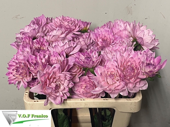 <h4>DAHL KARMA PROSPERO</h4>