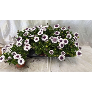 OSTEO 3D BLUEB SHAKE