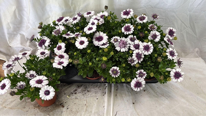 <h4>OSTEO 3D BLUEB SHAKE</h4>