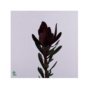 Leucadendron Saf Sunset Dark R.Spray