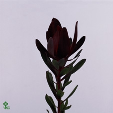 <h4>Leucadendron Saf Sunset Dark R.Spray</h4>