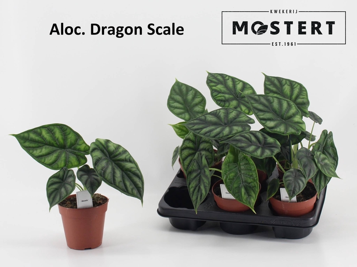 ALOC DRAGON SCALE