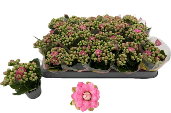 <h4>KAL GE MF ADELAIDE</h4>