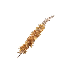 Eremurus Ochre