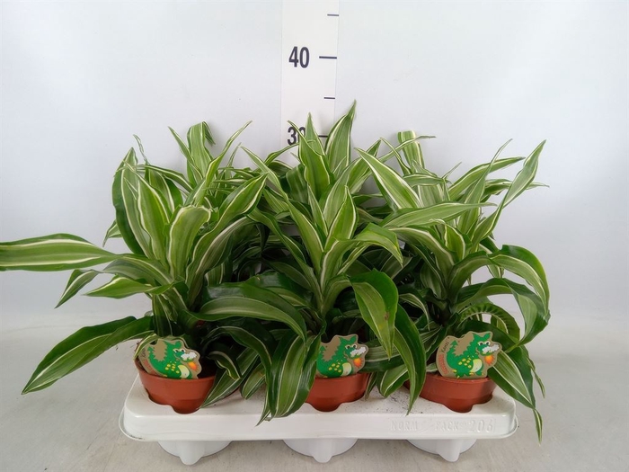<h4>Dracaena fr de 'White Green'</h4>