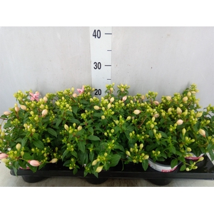 Fuchsia  'Bella Fuchsia Sophia'