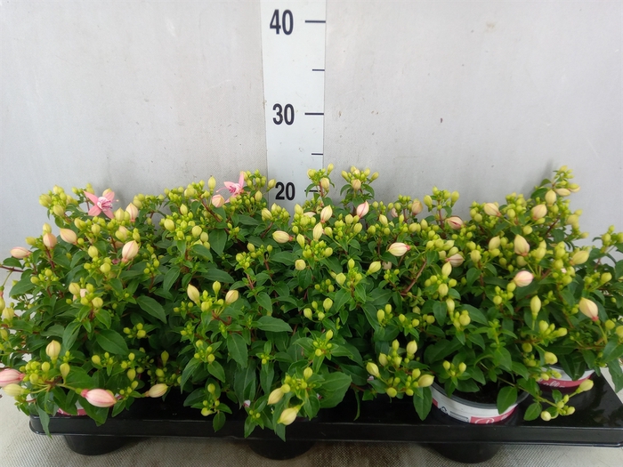 <h4>Fuchsia  'Bella Fuchsia Sophia'</h4>