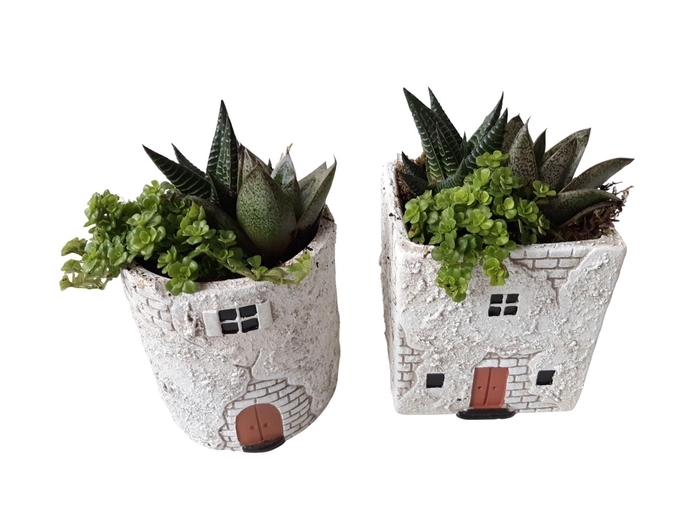 <h4>Arr.   Kamerplant Groen L%</h4>