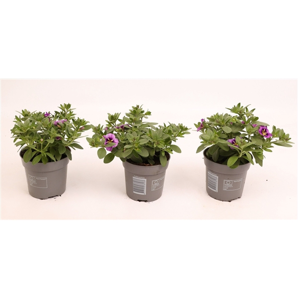 <h4>Calibrachoa Cabaret Bumble Bee Blue</h4>