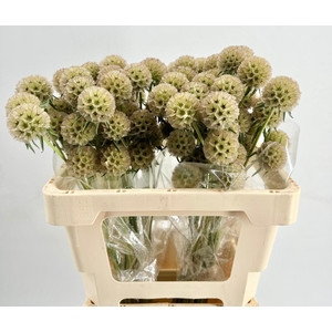 Scabiosa Stellata