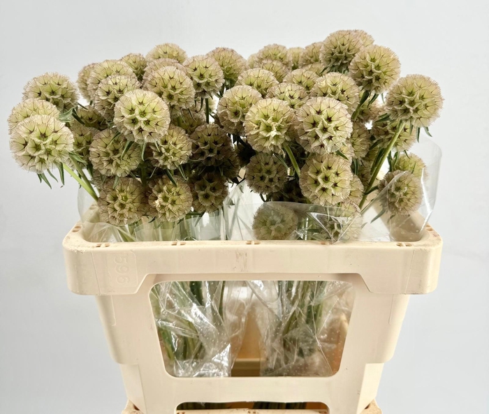 <h4>Scabiosa Stellata</h4>