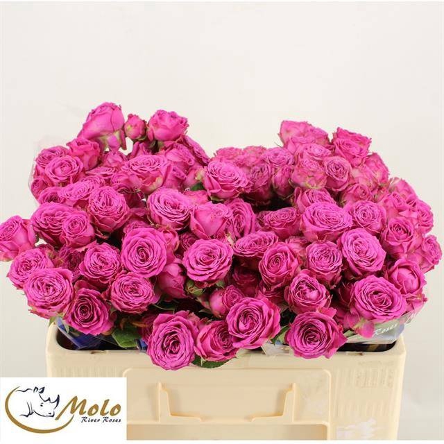 <h4>R TR CLAS SENSATION@</h4>