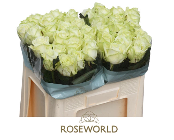<h4>R Gr White Naomi Roseworld</h4>