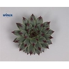 Sempervivum Tectorum Cutflower Wincx-5cm