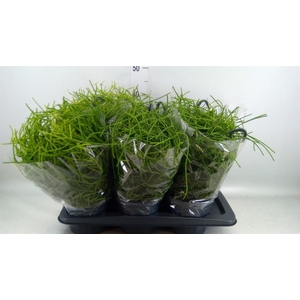 RHIPSALIS HETEROCLADA HANGPOT