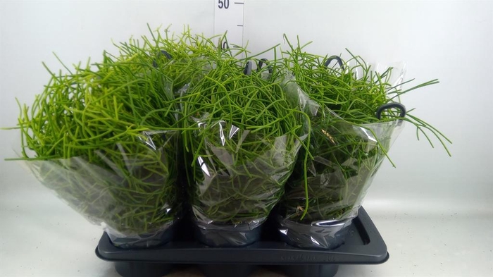 <h4>RHIPSALIS HETEROCLADA HANGPOT</h4>