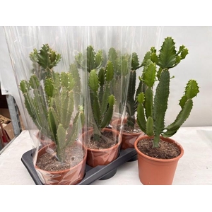 EUPHOR CANDELABRUM