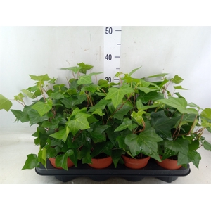 Hedera alger. 'Montgomery'