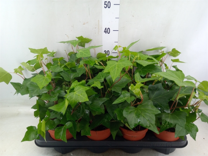 <h4>Hedera alger. 'Montgomery'</h4>