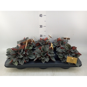 Peperomia caperata 'Santorini'