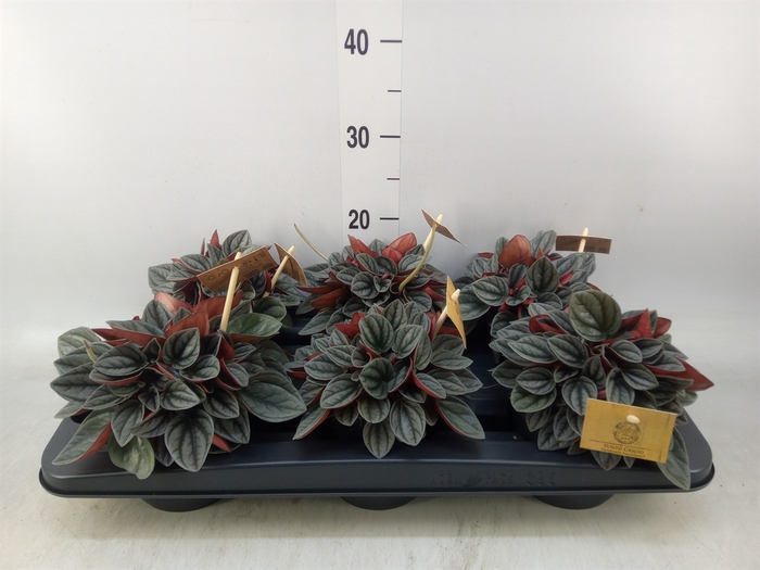 <h4>Peperomia caperata 'Santorini'</h4>