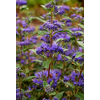 Caryopteris x clandonensis