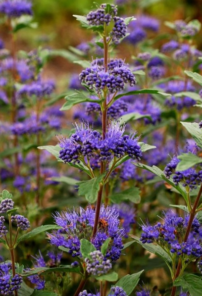 Caryopteris x clandonensis
