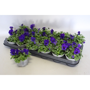 Viola cornuta F1 Deep Blue