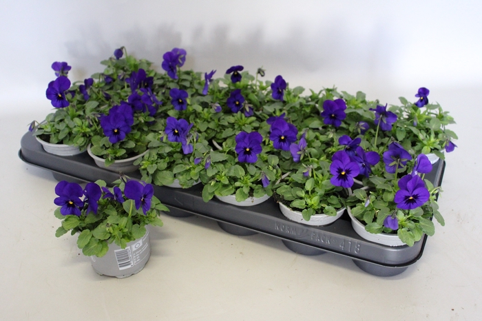 Viola cornuta F1 Deep Blue