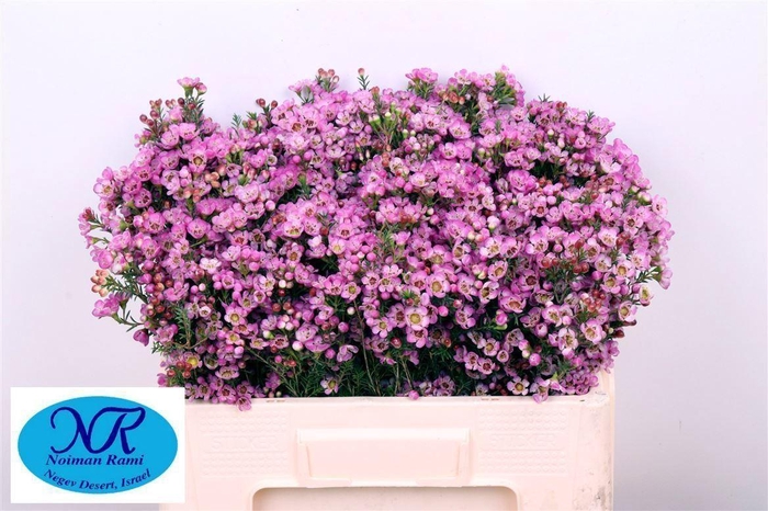 <h4>Chame Adi 20 GR,(IL),(5)</h4>