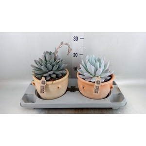 Echeveria ...mix