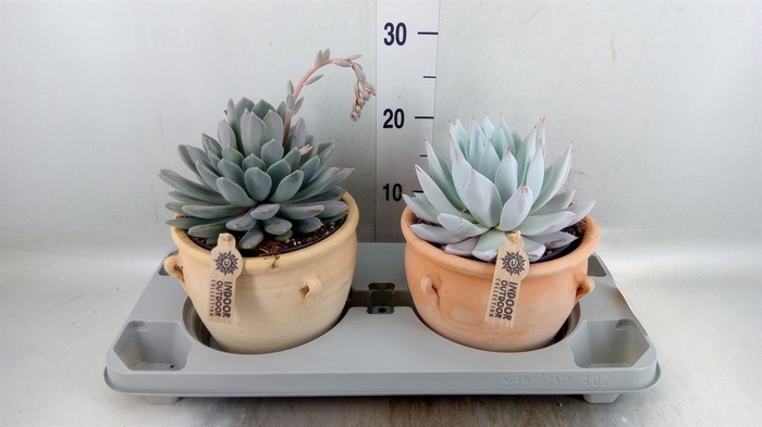 <h4>Echeveria   ...mix</h4>