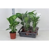 Dieff Se Tropic Snow