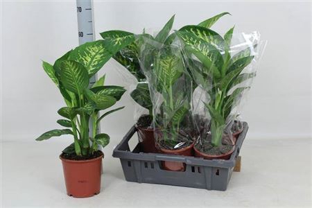 Dieff Se Tropic Snow