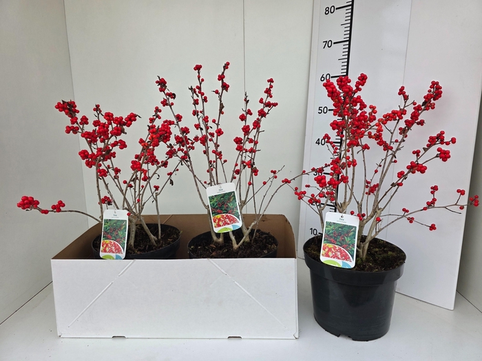 <h4>ILEX VERTICILLATA</h4>
