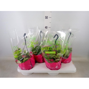 Scindapsus pictus 'Argyraeus'