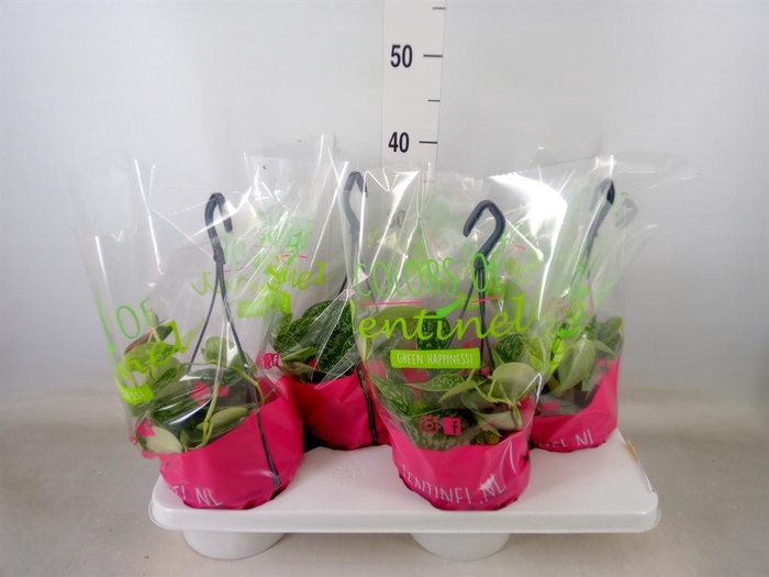 <h4>Scindapsus pictus 'Argyraeus'</h4>