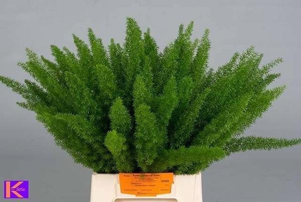 <h4>ASP DENS MEYERS</h4>