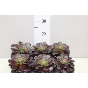 Aeonium Arboreum