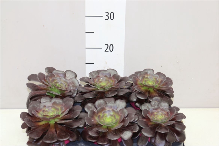 <h4>Aeonium Arboreum</h4>