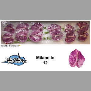 ANTH A MILANELLO