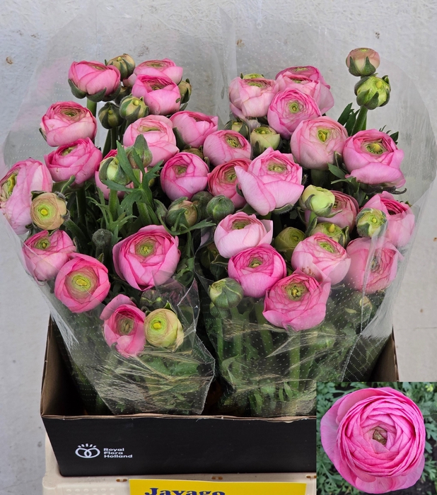 <h4>RAN AAZUR LI PINK</h4>