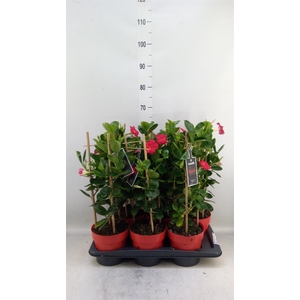 Mandevilla am. 'Sundav Early Scarl'