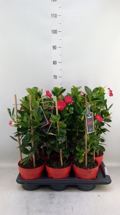 <h4>Mandevilla am. 'Sundav Early Scarl'</h4>