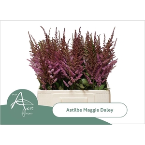 ASTIL MAGGIE DALEY